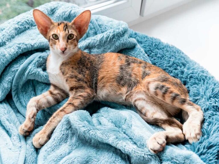 Oriental Shorthair: Meet the Siamese in Designer Genes
