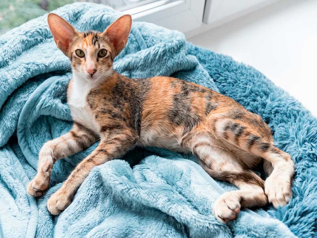 Oriental Shorthair: Meet the Siamese in Designer Genes