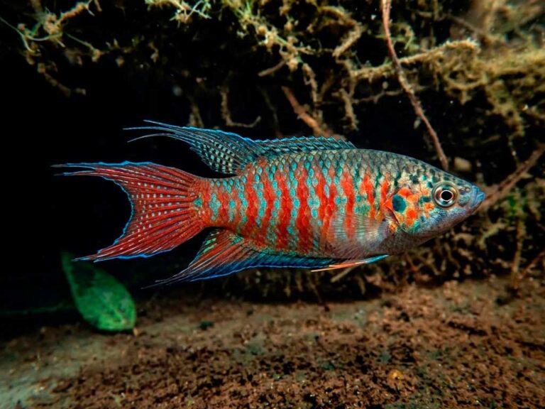 Paradise Fish (Macropodus Opercularis)