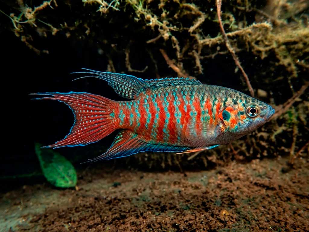 Paradise Fish (Macropodus Opercularis)