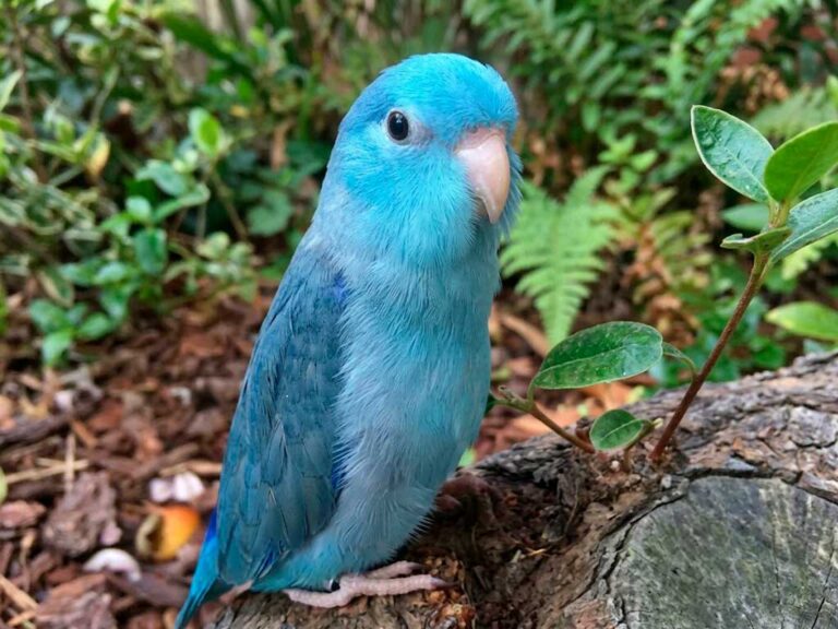 Parrotlet Care Guide: What to Know Before You Get One