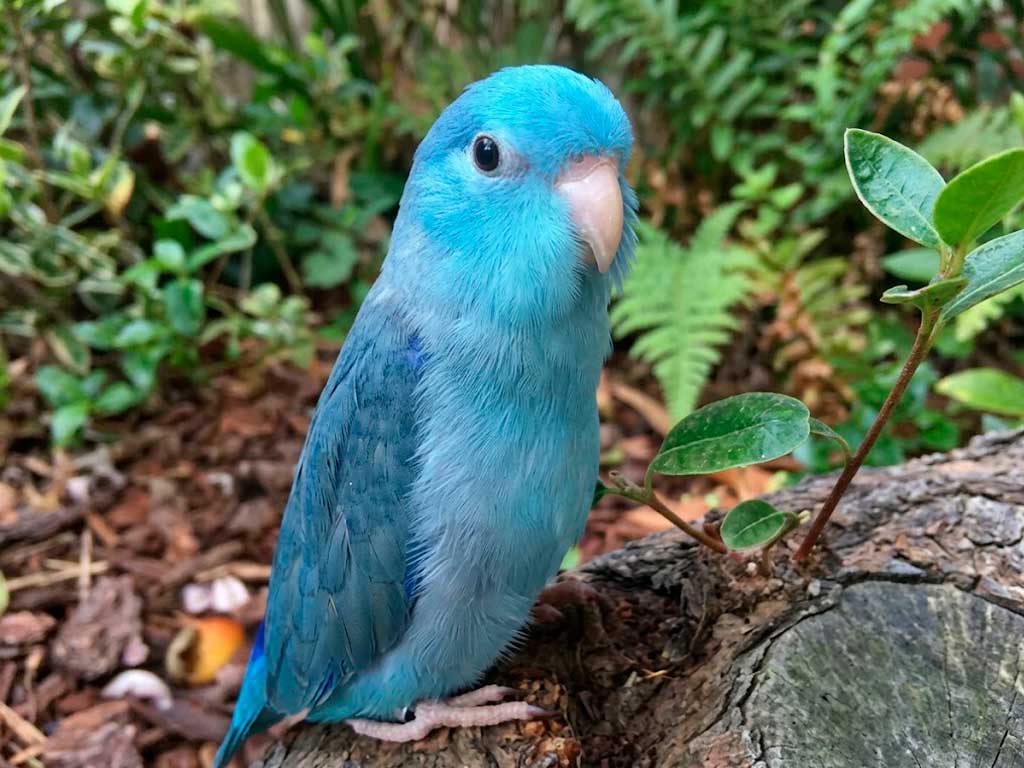 Parrotlet Care Guide: What to Know Before You Get One