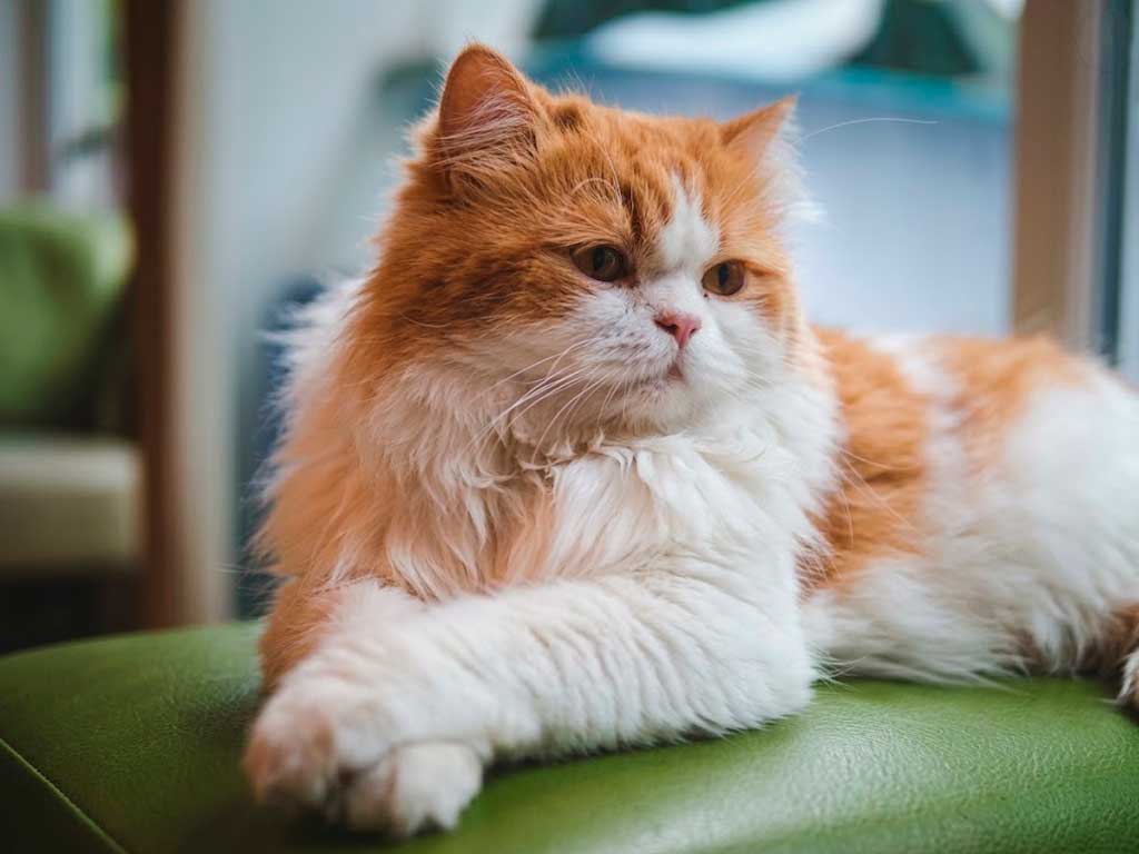 Persian Cat: The Complete Guide to Feline Glamour