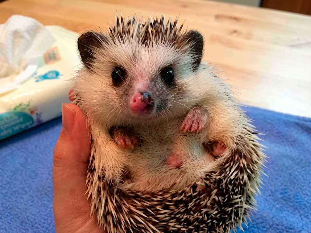 Pet Hedgehog Care: What Nobody Tells You Before You Buy One