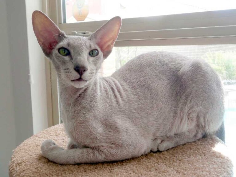 Peterbald Cat: Russia's Elegant Hairless Breed