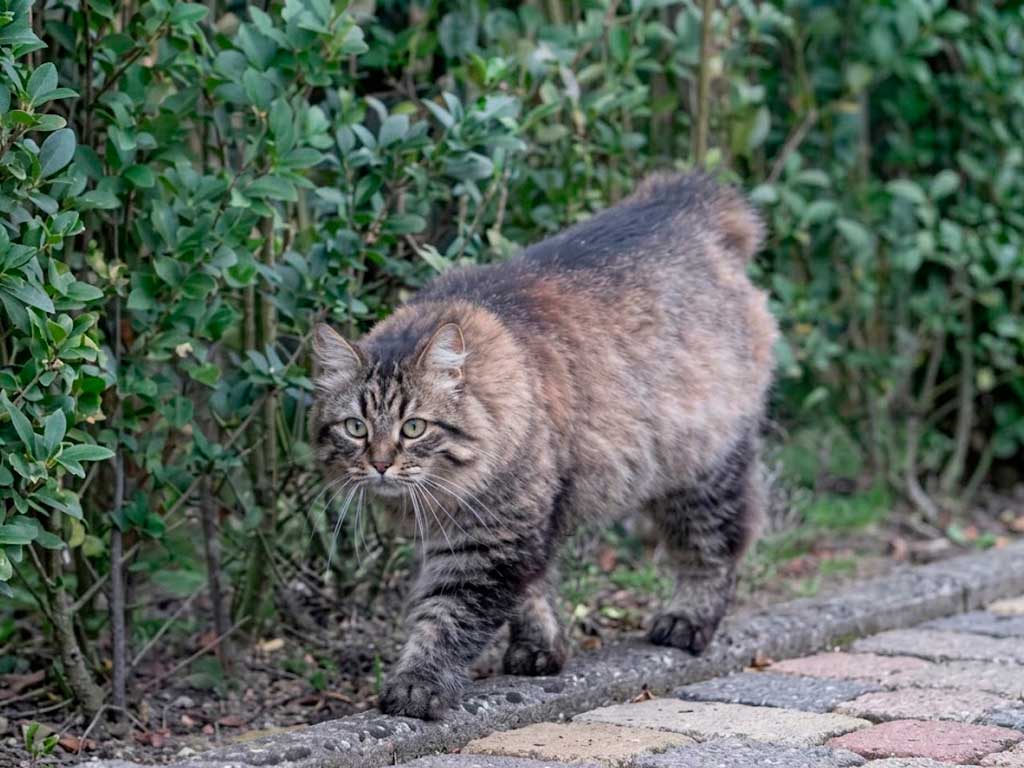 Pixiebob: The Only Cat Breed That Allows Extra Toes