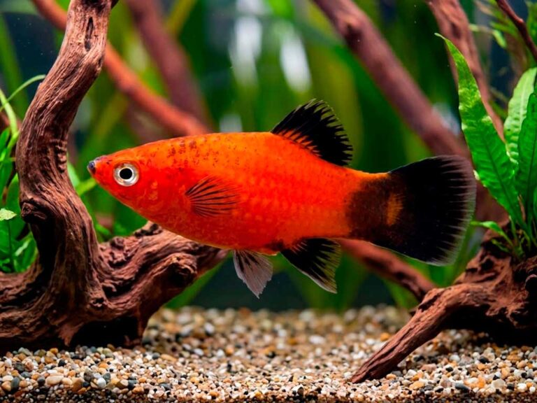 Platy Fish (Xiphophorus Maculatus)