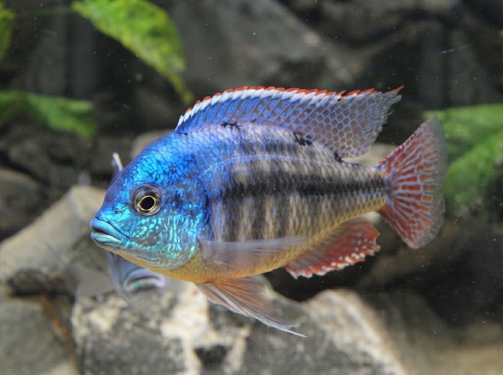 Protomelas taeniolatus Red Empress cichlid displaying red and blue coloration over a Lake Malawi rocky aquarium