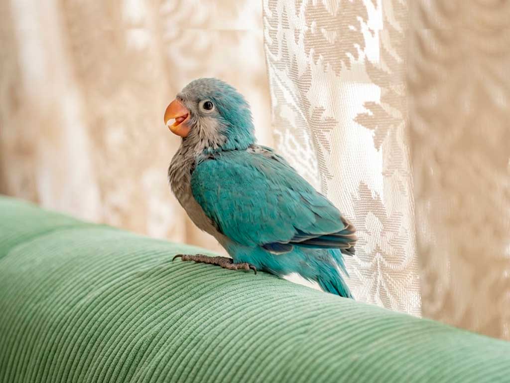 Quaker Parrot Care Guide: What to Know Before You Get One