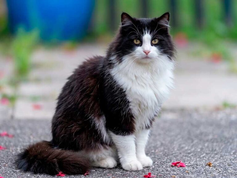 RagaMuffin: The Cat Bred to Be a Living Teddy Bear