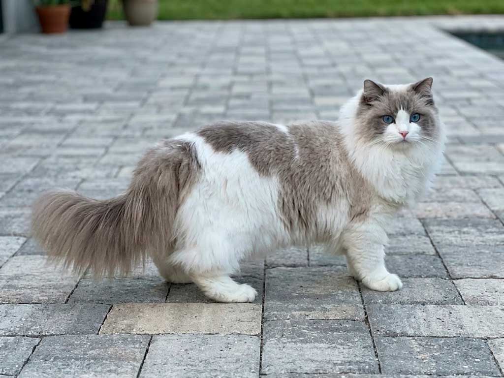 Ragdoll Cat: The Breed With a Genuinely Controversial Origin