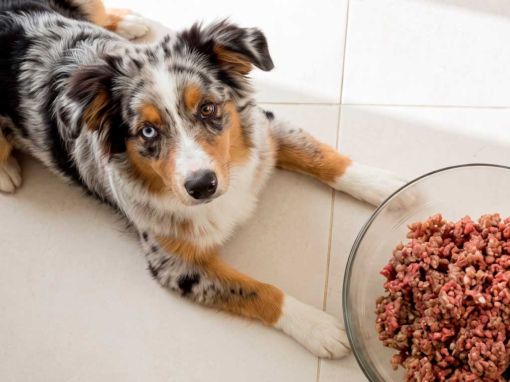 Raw Paws Pet Food