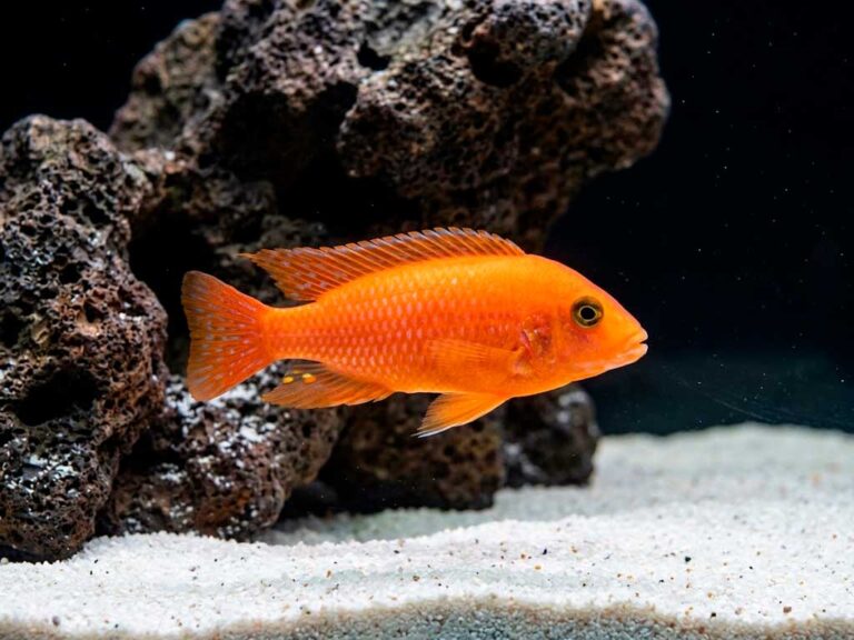 Red Zebra Cichlid (Maylandia Estherae)