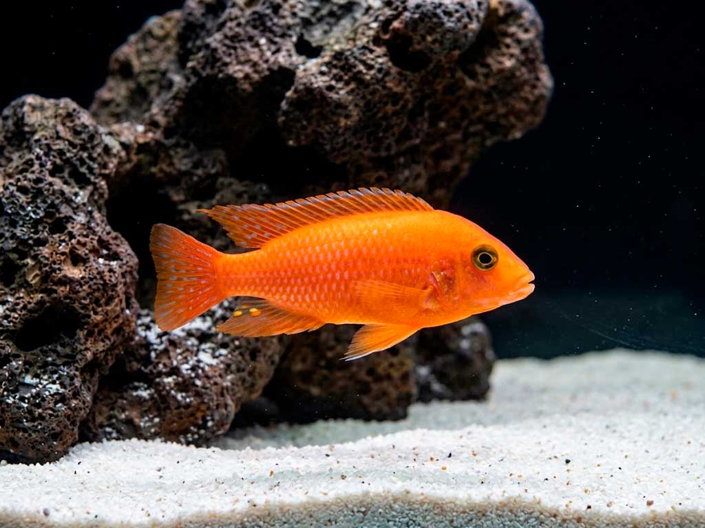 Red Zebra Cichlid (Maylandia Estherae)