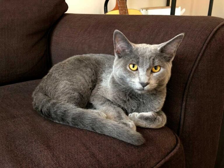 Russian Blue: The Cat With a Secret Smile