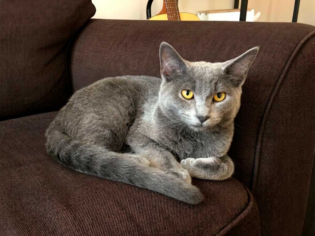 Russian Blue: The Cat With a Secret Smile