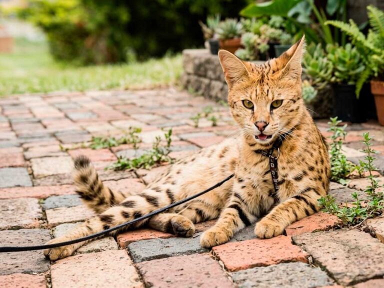 Savannah Cat: Life With a Serval Hybrid at Home