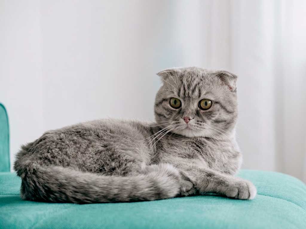 Scottish Fold Cat: The Health Debate Behind Those Ears