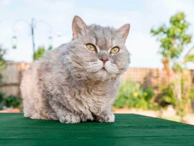 Selkirk Rex Cat: Curly Coat, Big Personality, Easy Care