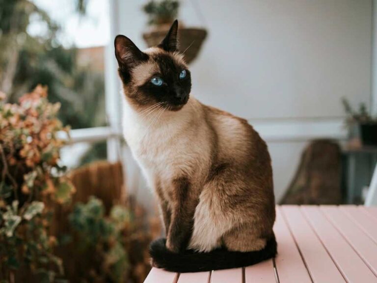 Siamese Cat: The Breed That Built the Modern Cat Fancy