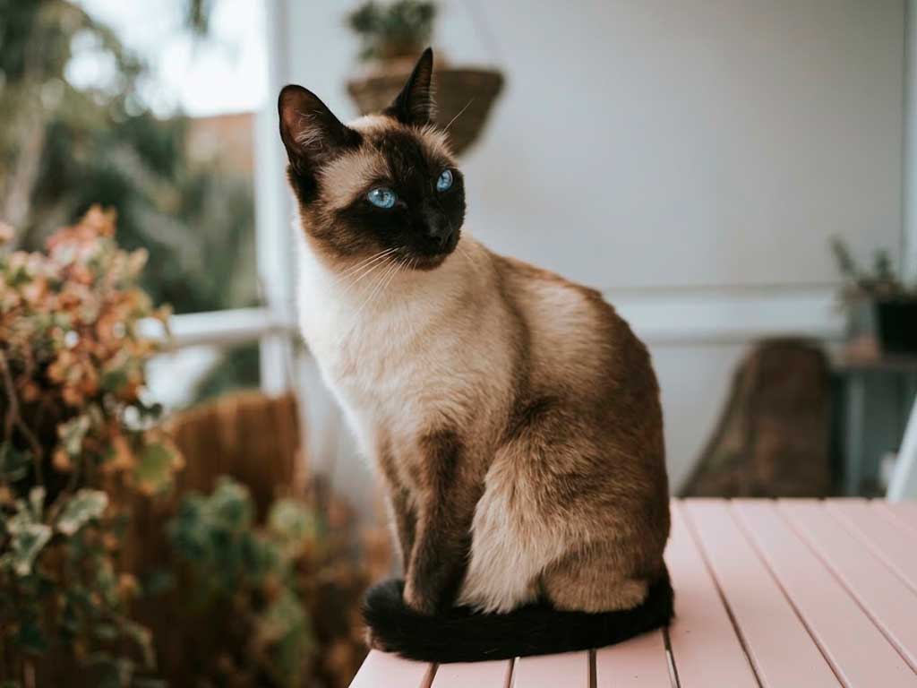 Siamese Cat: The Breed That Built the Modern Cat Fancy