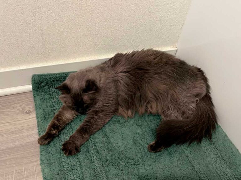 Signs of Liver Failure in Cats: When Disease Becomes an Emergency