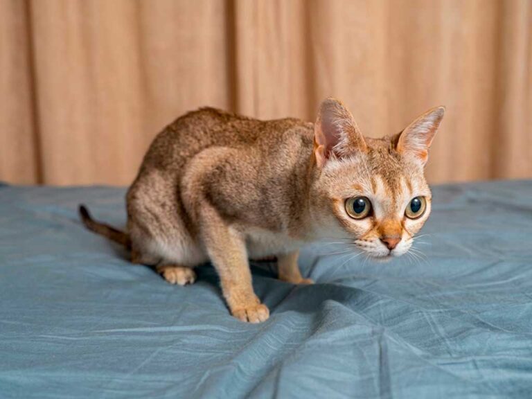 Singapura Cat: Singapore’s Icon, Born in America