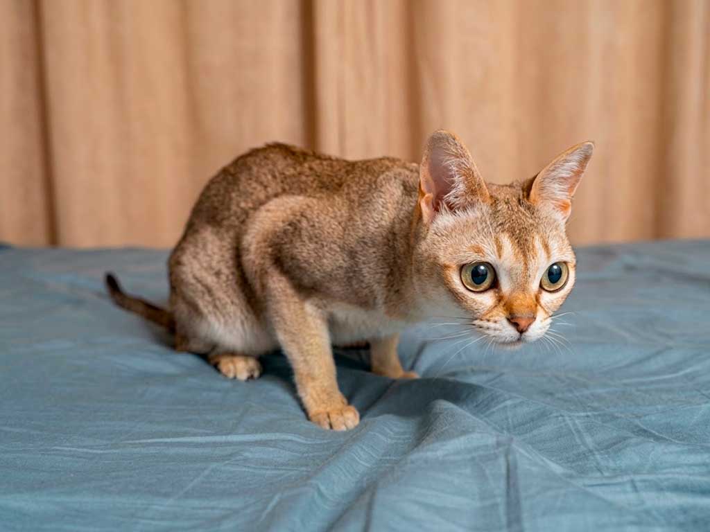 Singapura Cat: Singapore’s Icon, Born in America