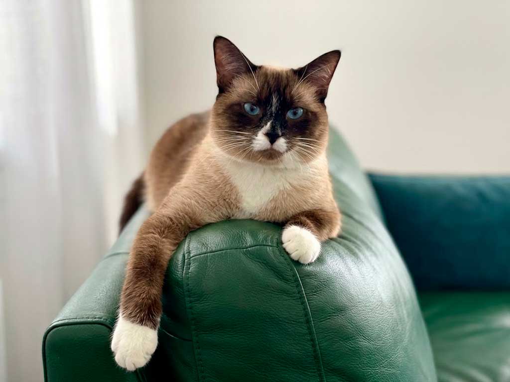 Snowshoe Cat