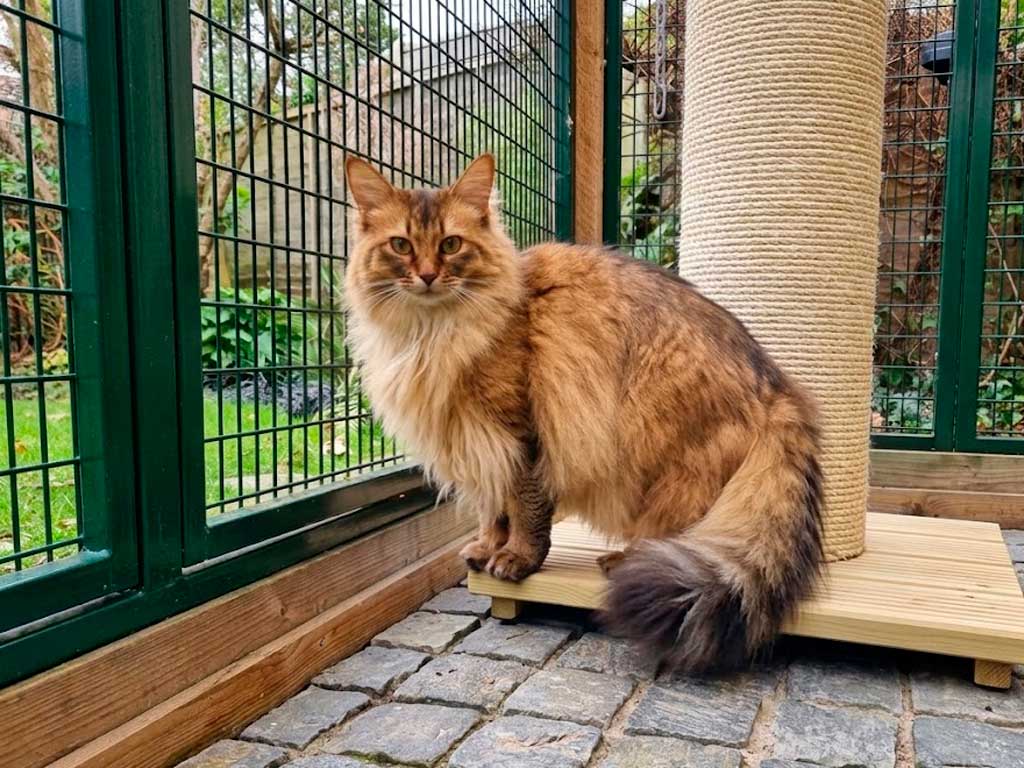 Somali Cat: The Long-Haired Abyssinian Breeders Once Hid