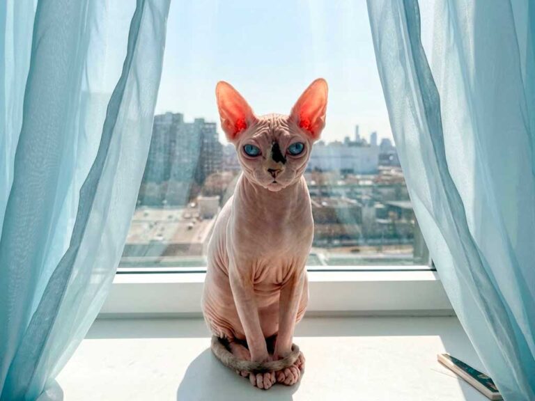 Sphynx Cat: Why "Hairless" Doesn't Mean Hypoallergenic