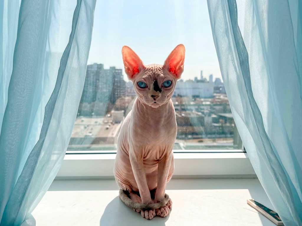 Sphynx Cat: Why "Hairless" Doesn't Mean Hypoallergenic