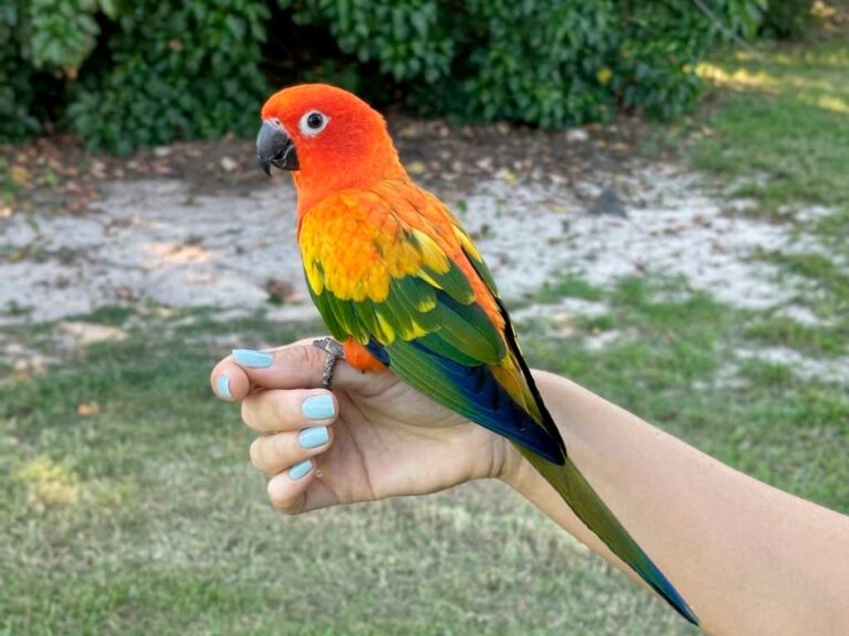 Sun Conure Care Guide: What to Know Before You Get One