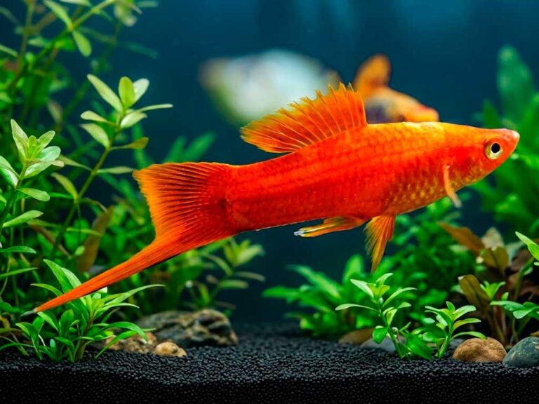 Swordtail Fish (Xiphophorus Hellerii)