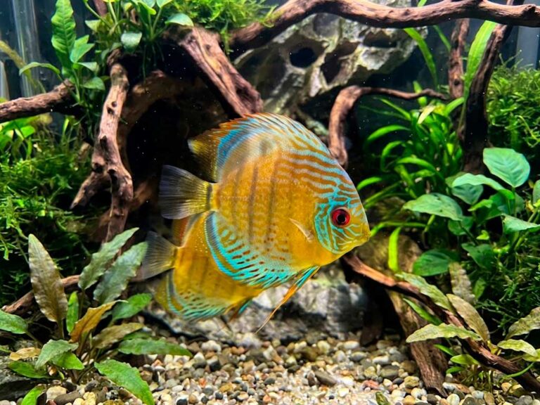 Symphysodon Discus