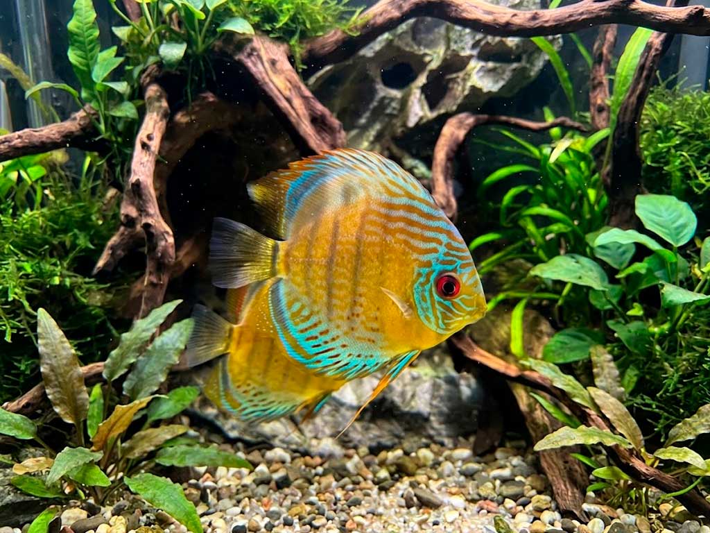 Symphysodon Discus
