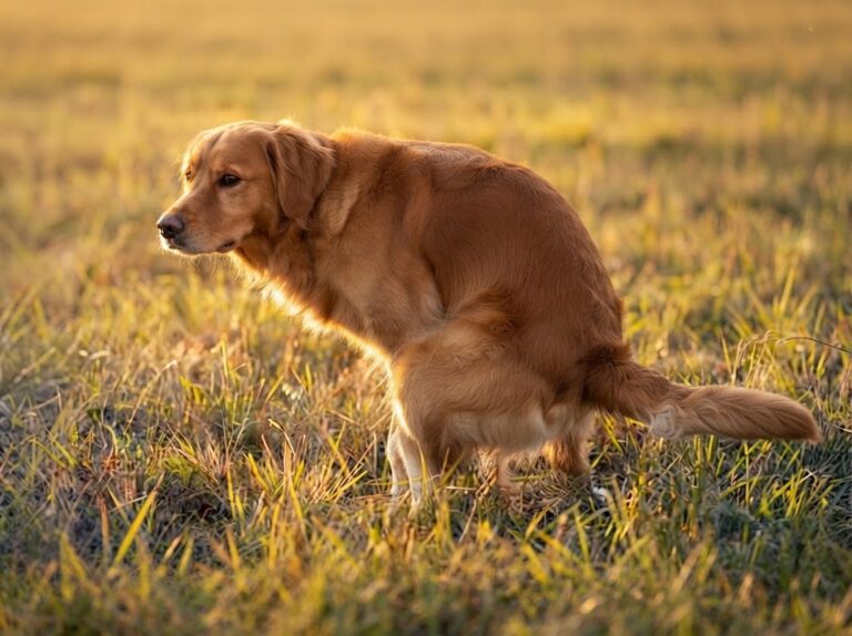 Tapeworms in Dogs
