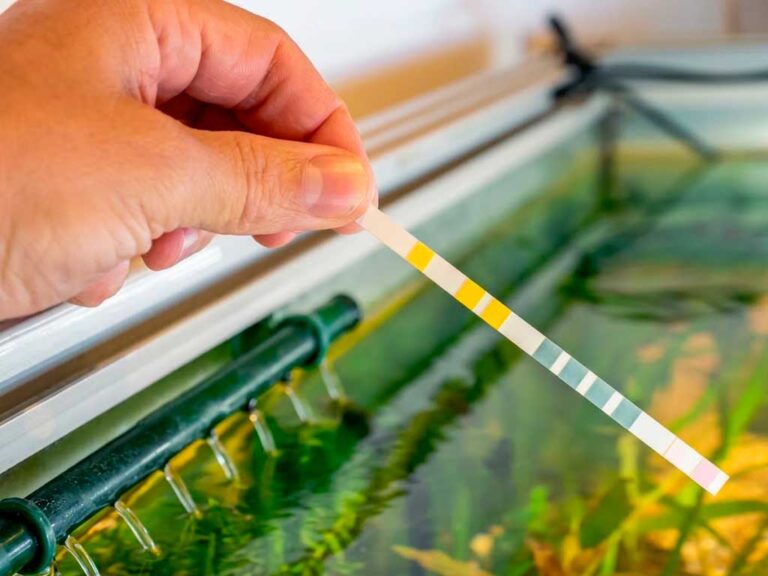 Tetra EasyStrips & Aquarium Water Testing Guide