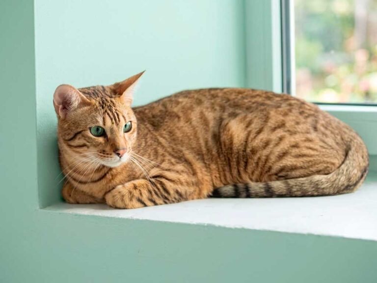 The Serengeti Cat Has Serval Looks and Zero Serval DNA