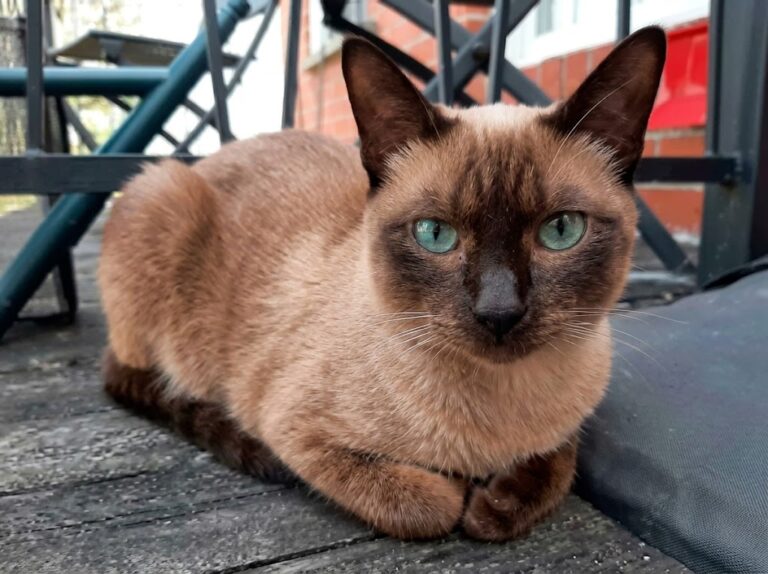 Tonkinese Cat