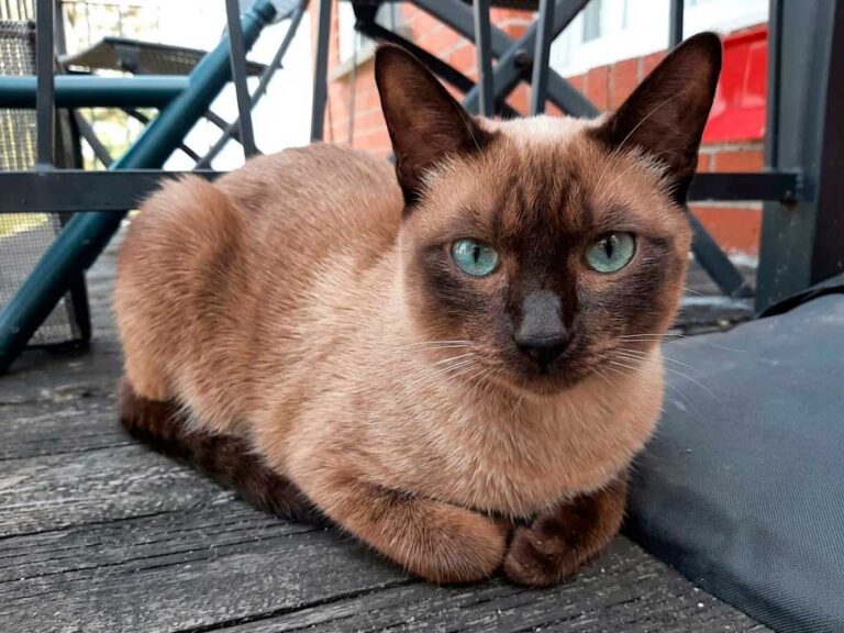 Tonkinese Cat: The Deliberate Midpoint Between Two Breeds