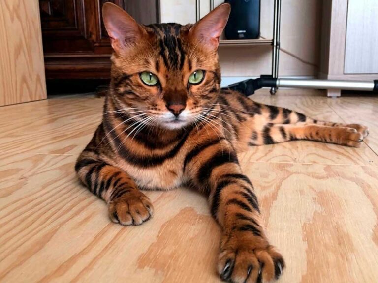 Toyger Cat: The Domestic "Tiger" Bred for Conservation