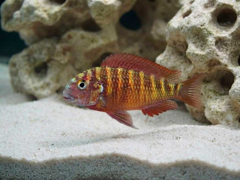 Tropheus Moorii