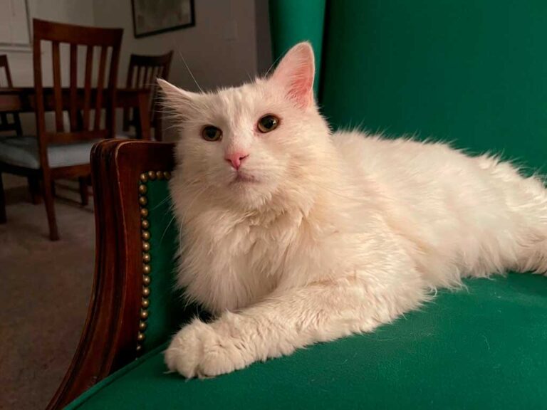 Turkish Angora Cat: Not the Same Breed as the Turkish Van