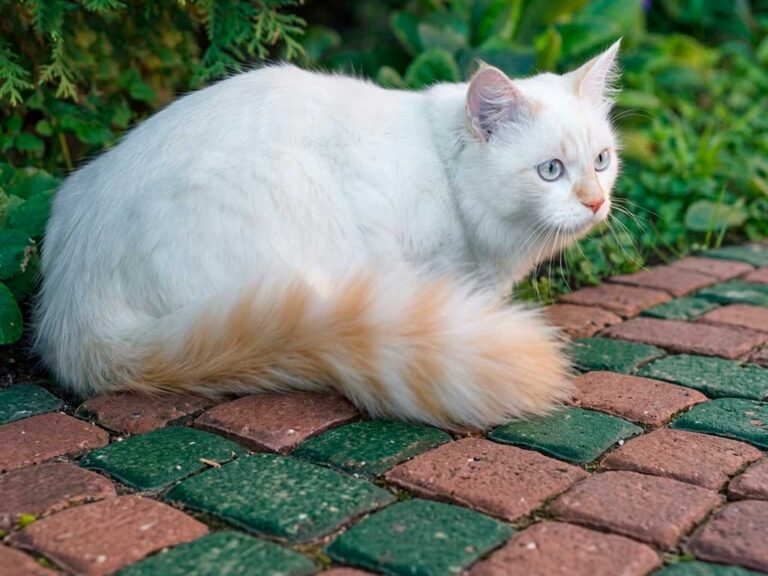 Turkish Van Cat: The Breed Called the "Swimming Cat"