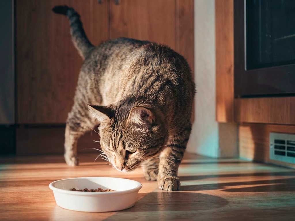 What to Feed a Cat With Liver Disease