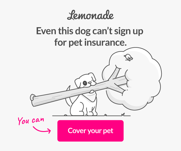 lemonade insurance
