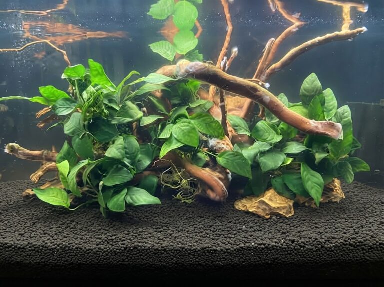 Anubias