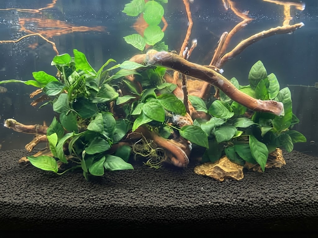 Anubias