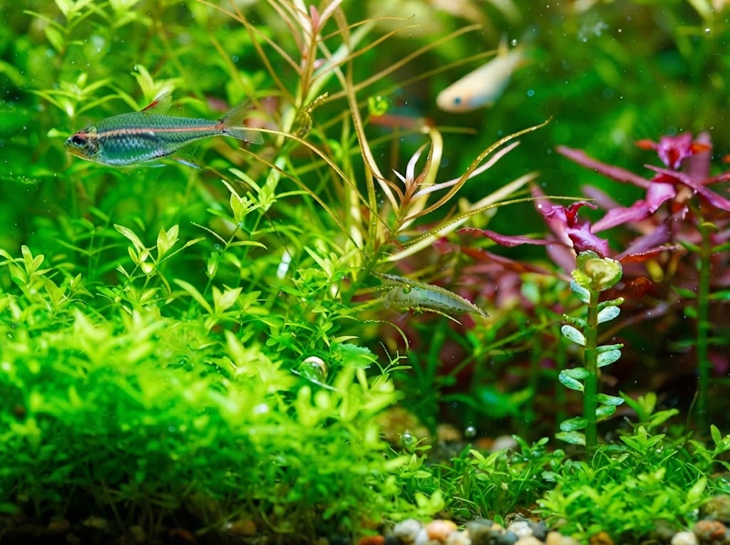 Aquarium Plants: The Complete Guide 5 Aquarium Plants: The Complete Guide